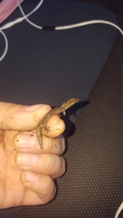 Sphaerodactylus grandisquamis