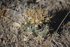 Coryphantha robustispina scheeri