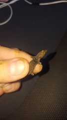 Sphaerodactylus grandisquamis