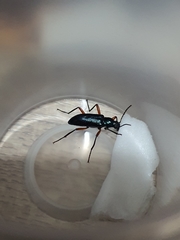 Strongylium erythrocephalum