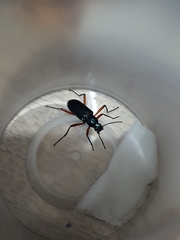 Strongylium erythrocephalum