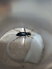 Strongylium erythrocephalum