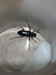 Strongylium erythrocephalum