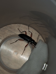 Strongylium erythrocephalum