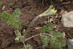 Pulsatilla albana