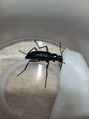 Strongylium erythrocephalum