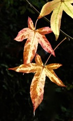Liquidambar styraciflua