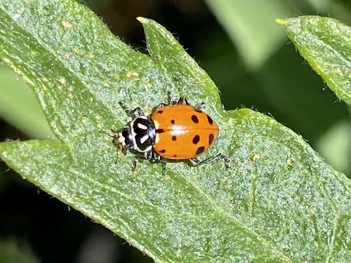 iNaturalist observation photo of Convergent Lady Beetle