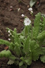 Primula sieboldii