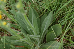 Senecio ruthenensis