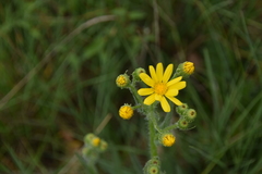 Senecio ruthenensis