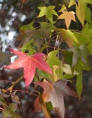 Liquidambar styraciflua
