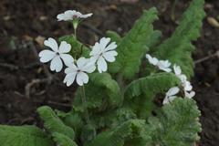 Primula sieboldii