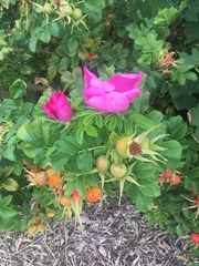 Rosa rugosa