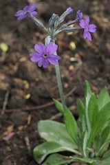 Primula halleri