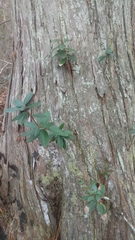 Pieris phillyreifolia
