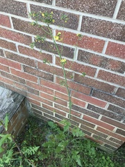 Youngia thunbergiana