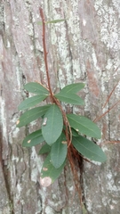 Pieris phillyreifolia
