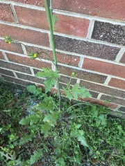 Youngia thunbergiana