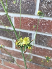 Youngia thunbergiana