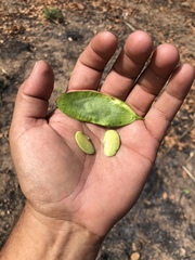 Platymiscium trifoliolatum