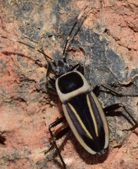 Ragliodes delineatus