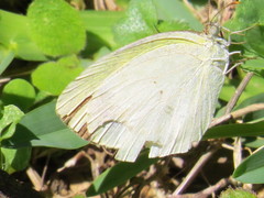 Eurema daira