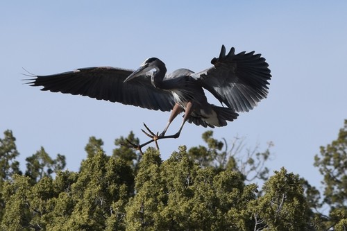 Great Blue Heron photographed in New Mexico