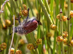 Paracotalpa