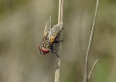 Phasia subcoleoptrata