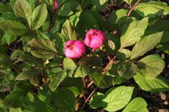 Paeonia obovata
