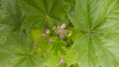 Malva