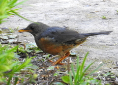 Turdus olivaceus olivaceus