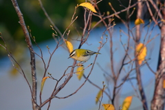 Regulus ignicapilla ignicapilla