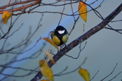Parus major corsus