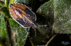 Gynenica