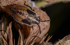 Gynenica