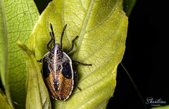 Gynenica