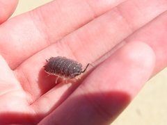 Porcellio echinatus