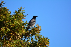 Corvus cornix cornix