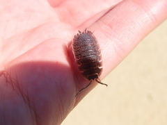 Porcellio echinatus
