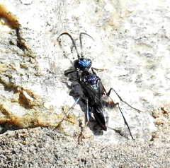 Ampulicini