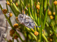 Paracotalpa