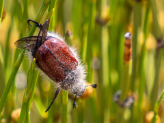 Paracotalpa