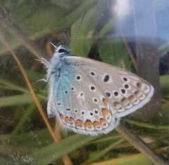 Polyommatus icarus