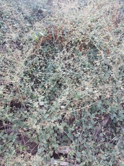 Commicarpus plumbagineus