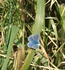 Polyommatus icarus