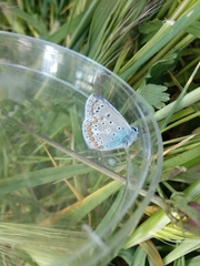 Polyommatus icarus