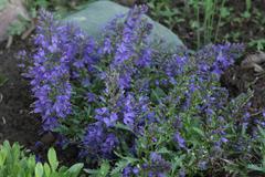 Veronica schmidtiana