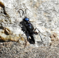 Ampulicini